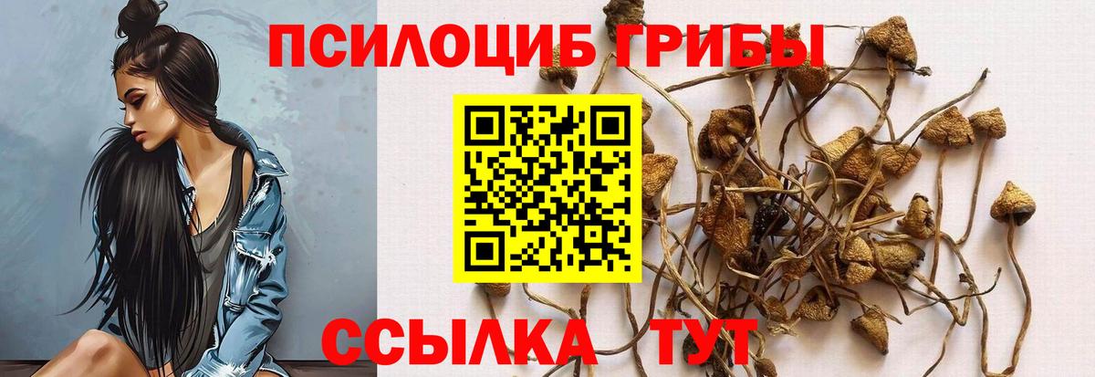 Галлюциногенные грибы Cubensis Новотроицк